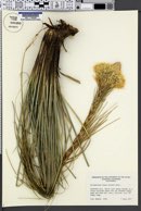 Image of Xerophyllum tenax