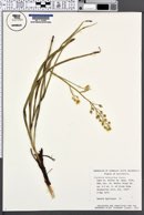 Zigadenus micranthus image