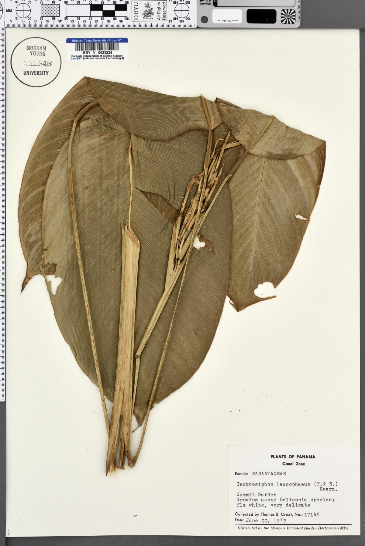 Ischnosiphon leucophaeus image