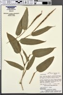 Ischnosiphon longiflorus subsp. angustifolius image