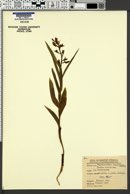 Image of Cephalanthera longifolia