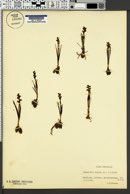 Chamorchis alpina image