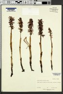 Corallorhiza striata var. striata image