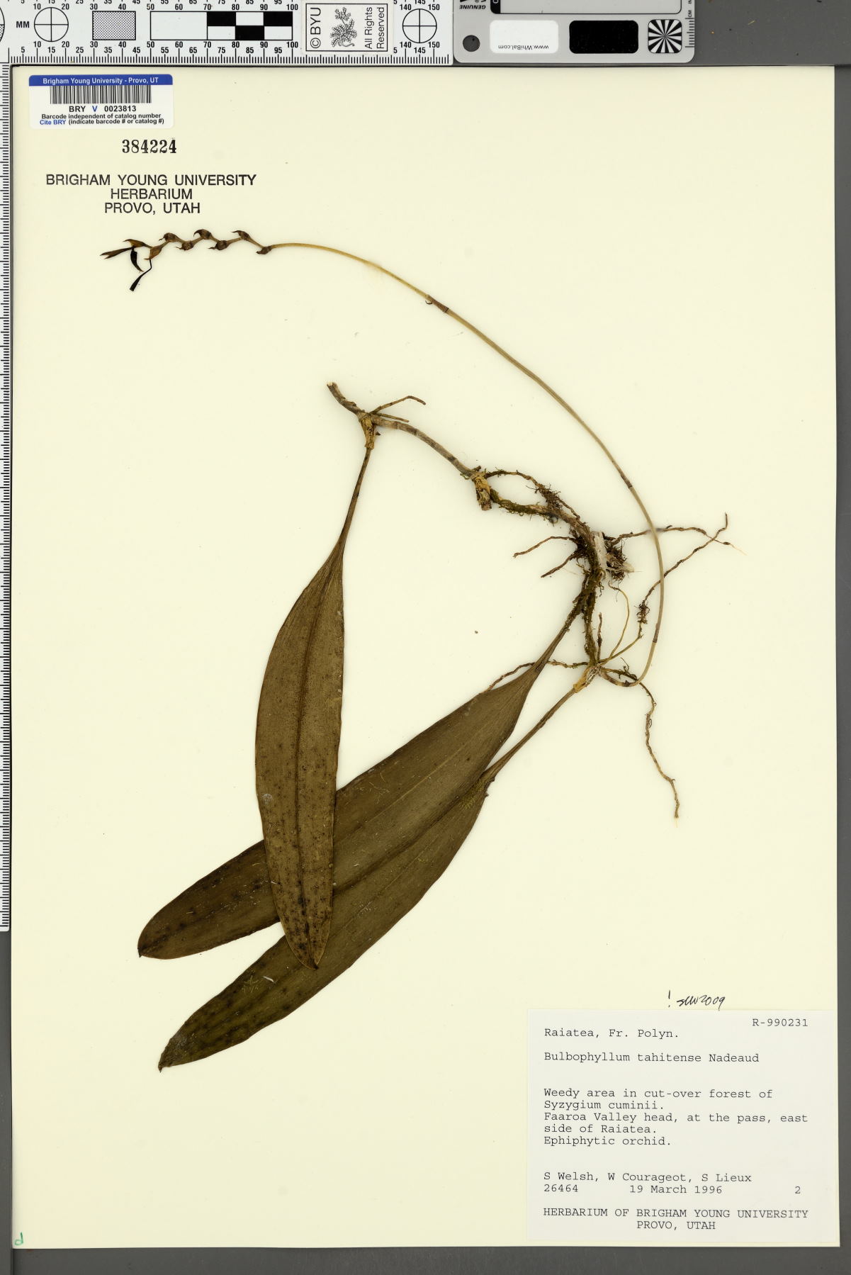 Bulbophyllum tahitense image