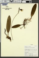 Bulbophyllum tahitense image