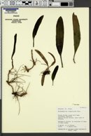 Bulbophyllum longiflorum image