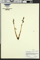 Corallorhiza trifida image