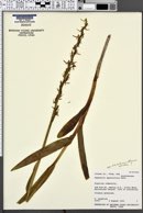 Platanthera sparsiflora image