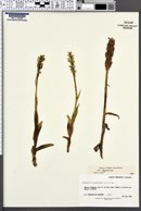 Platanthera hyperborea var. hyperborea image