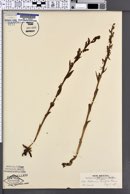 Platanthera brevifolia image