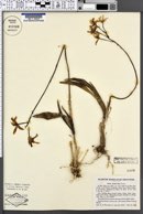 Image of Cattleya crispata