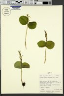 Listera convallarioides image