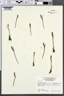 Microtis unifolia image