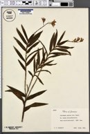 Octadesmia montana image