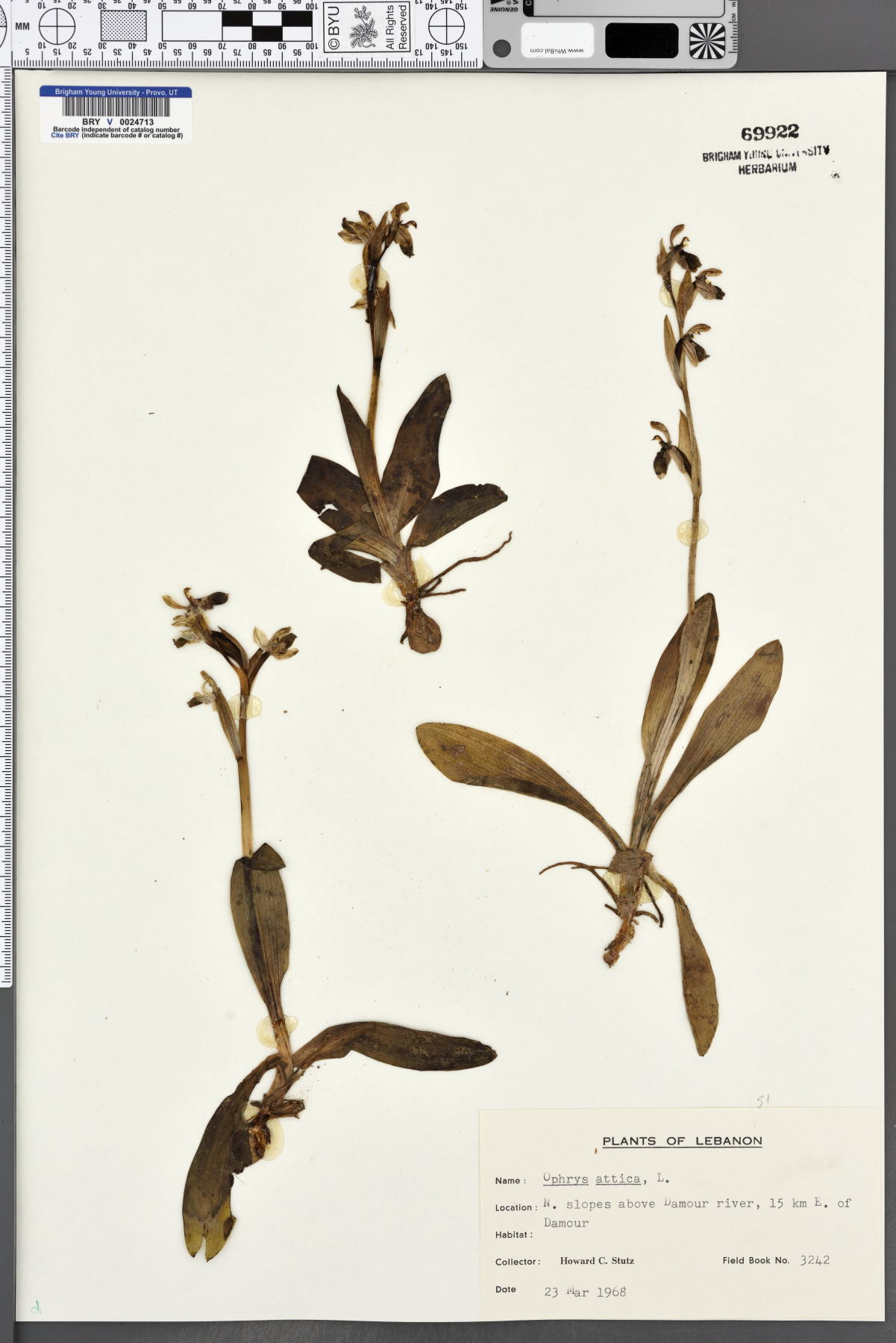 Ophrys umbilicata image