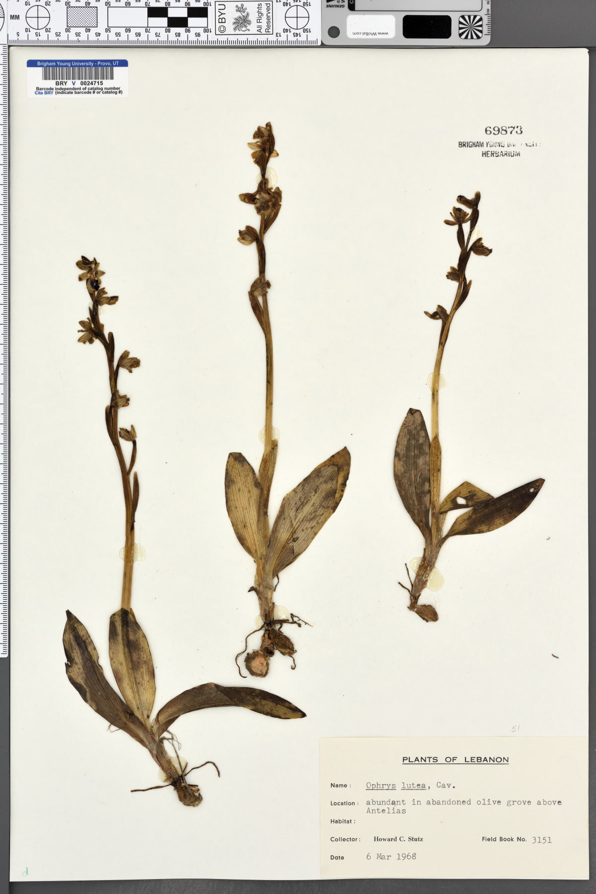 Ophrys lutea image
