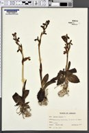 Image of Ophrys umbilicata