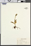 Ophrys fusca image