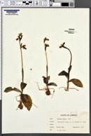 Ophrys fusca image