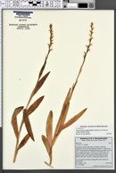 Piperia dilatata var. leucostachys image