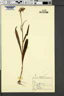 Dactylorhiza maculata image
