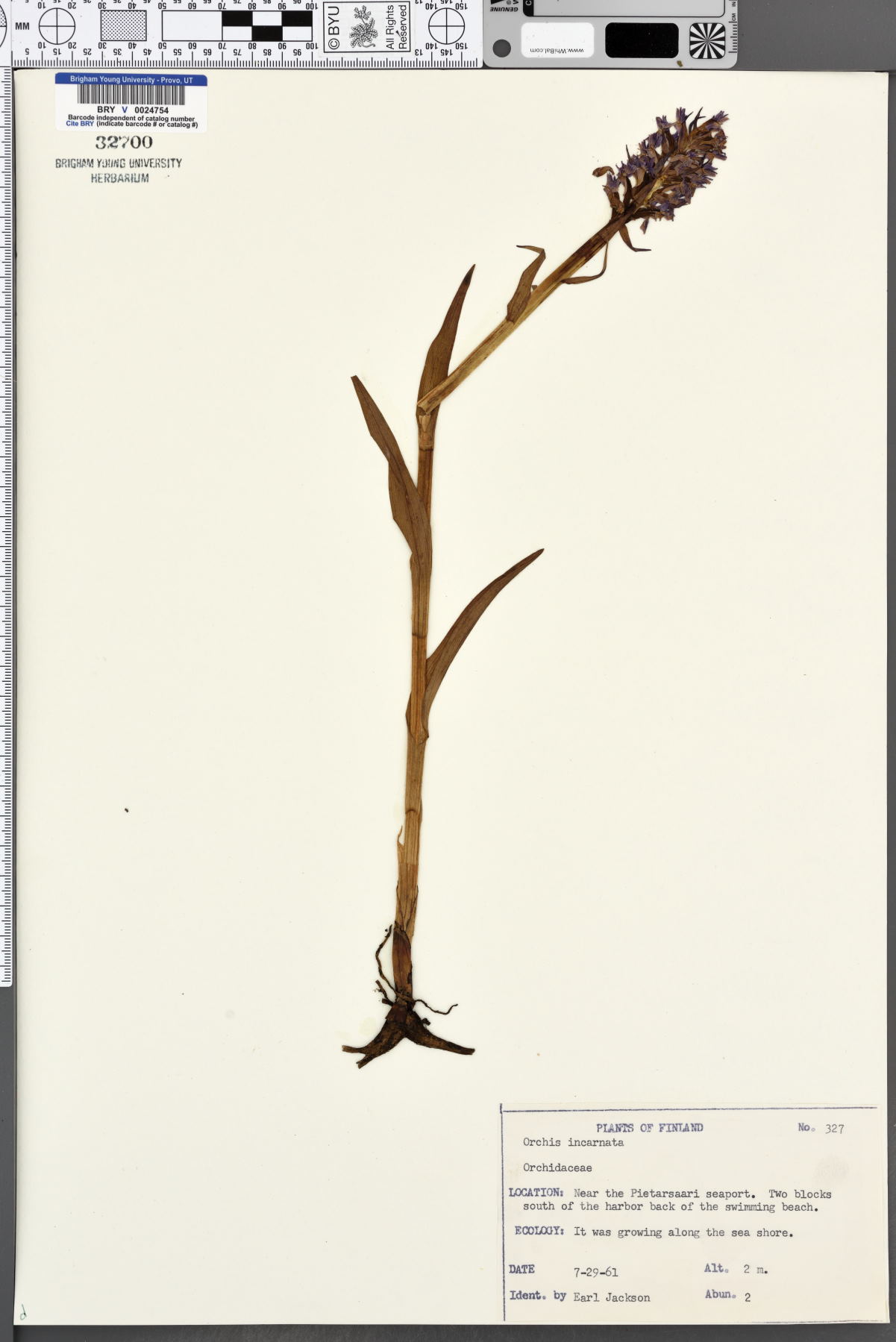 Dactylorhiza incarnata image
