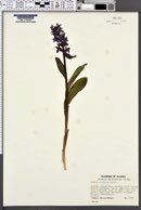 Image of Orchis aristata