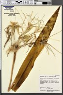 Image of Hymenocallis crassifolia