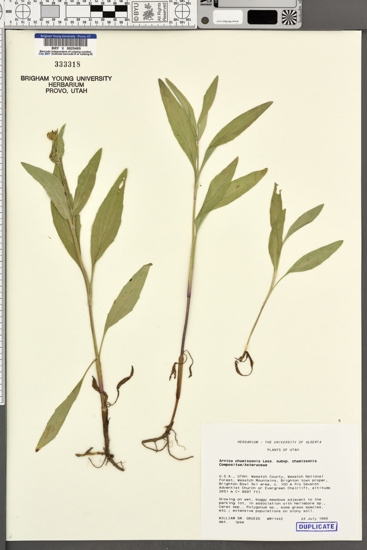 Arnica chamissonis subsp. chamissonis image