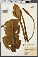 Lysichitum americanum image