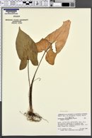 Image of Xanthosoma yucatanense