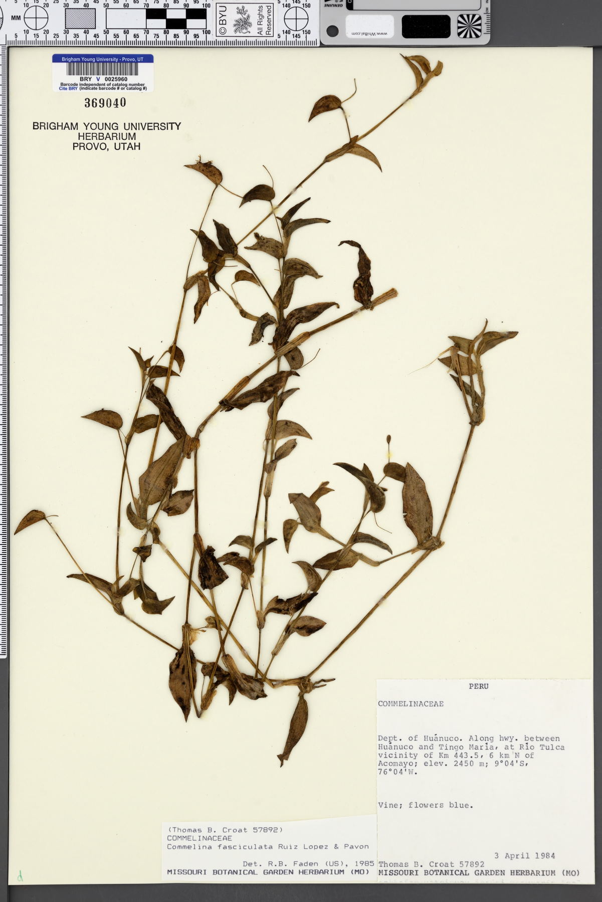 Commelina fasciculata image