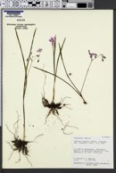 Gibasis linearis subsp. rhodantha image