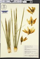 Image of Yucca angustifolia