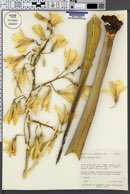 Yucca baccata image