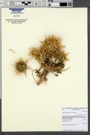 Image of Calycera herbacea