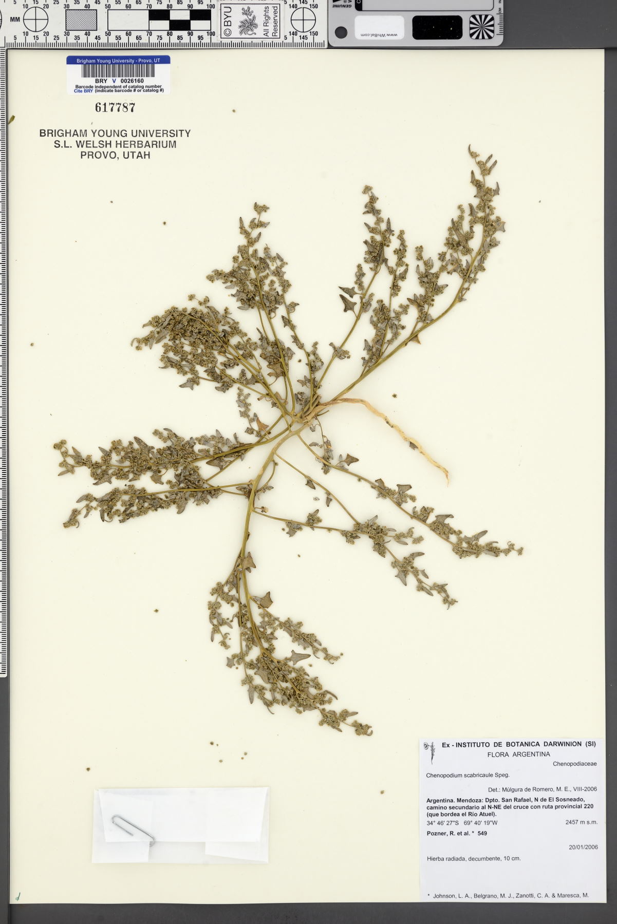 Chenopodium scabricaule image