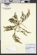 Image of Chenopodium scabricaule
