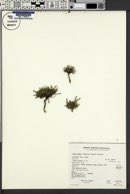Townsendia leptotes image