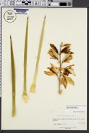 Yucca rostrata image