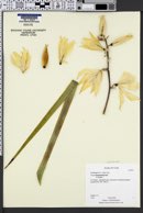 Yucca rigida image