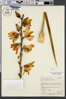 Yucca angustissima var. kanabensis image