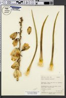 Yucca angustissima var. kanabensis image