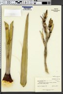 Yucca baccata var. baccata image