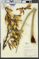 Yucca baccata var. baccata image
