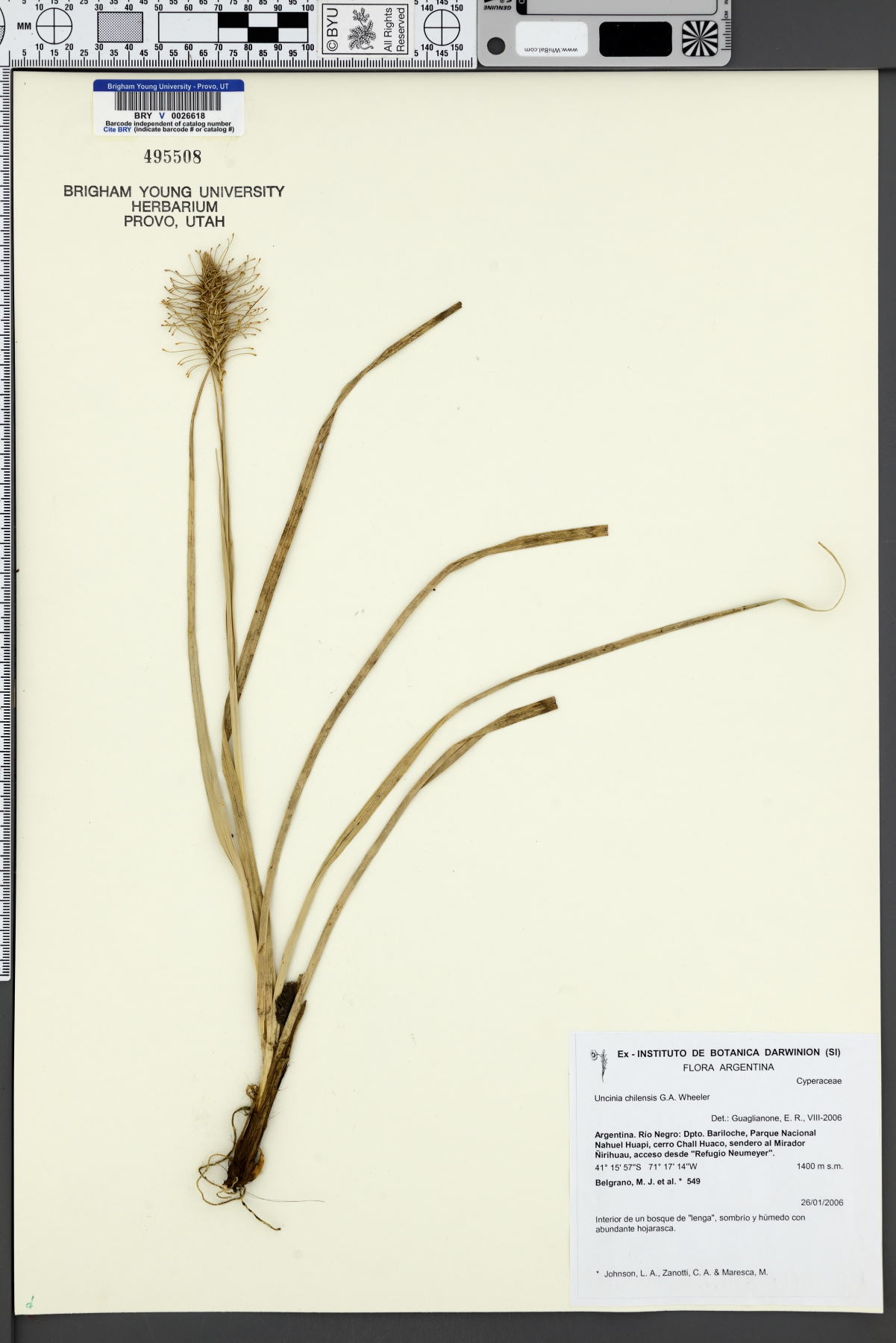 Uncinia chilensis image