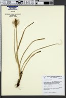 Uncinia chilensis image