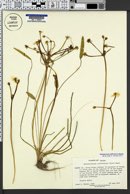 Damasonium californicum image