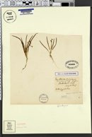 Sagittaria montevidensis subsp. spongiosa image