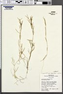 Potamogeton foliosus var. fibrillosus image